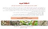 هشدار جهاد کشاورزی مه ولات ؛سنک بذرخوار کلزا در برخی از باغات پسته مشاهده شد
